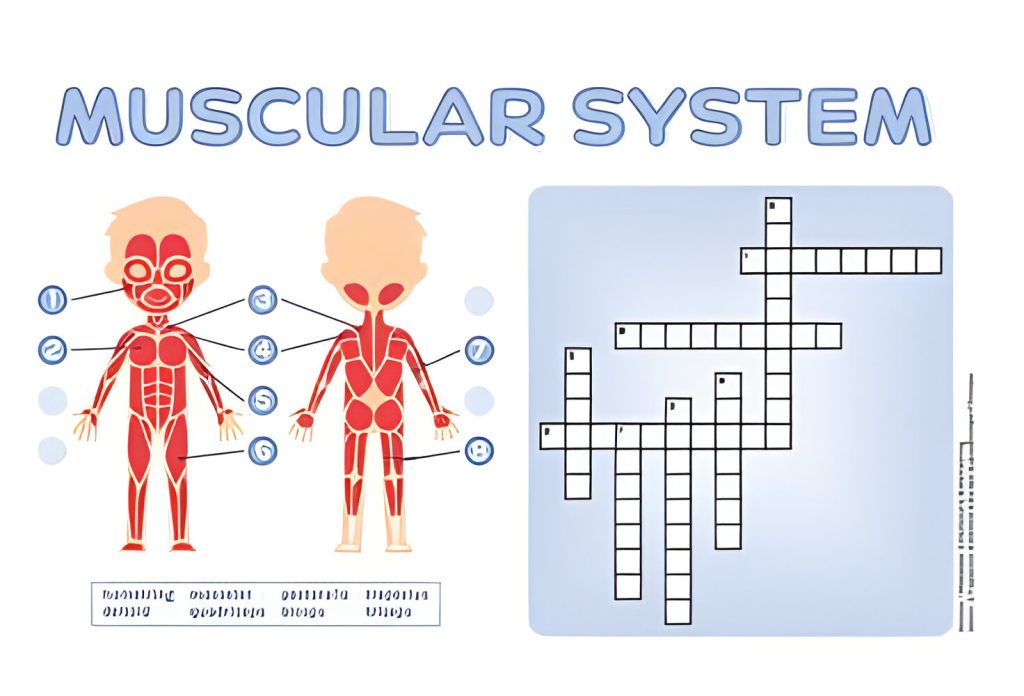 Muscular Strength Crossword Clue