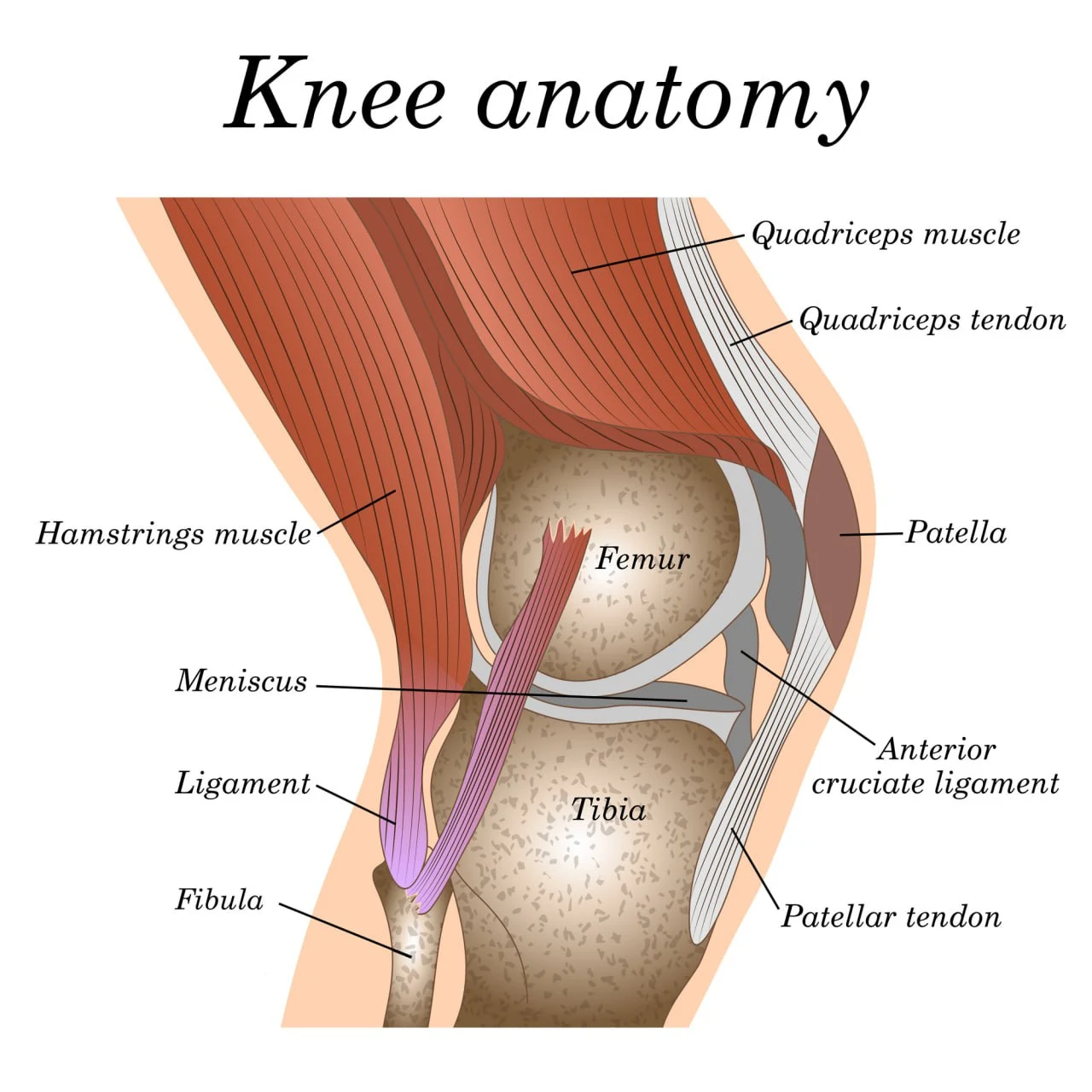 Veins behind Knee Ache